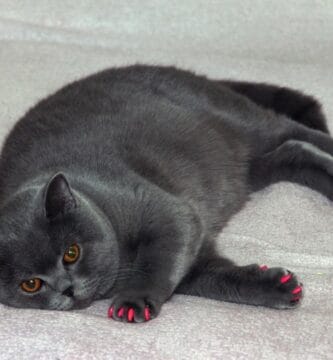 Mastering Fat Oxidation: Expert Tips for Achieving Your Fitness Goals