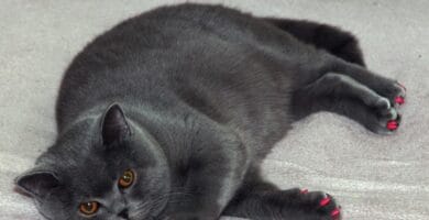 Mastering Fat Oxidation: Expert Tips for Achieving Your Fitness Goals