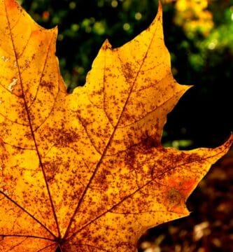 Metabolism Myths Debunked: Separating Fact from Fiction