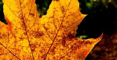 Metabolism Myths Debunked: Separating Fact from Fiction