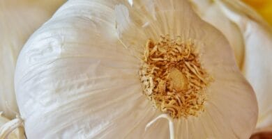 Revolutionize Your Beauty Routine with Natural Ingredients