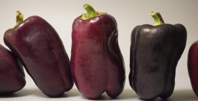 Simple Ways to Improve Digestion and Prevent Bloating