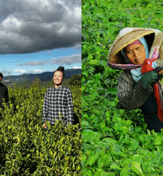 There’s a matcha dearth in Japan: The place else can it develop?