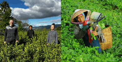 There’s a matcha dearth in Japan: The place else can it develop?