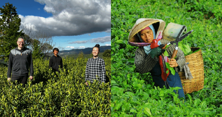 There’s a matcha dearth in Japan: The place else can it develop?