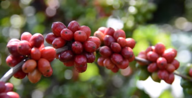 Uncovering the Roots of Robusta Espresso