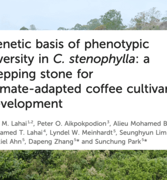 Untouched Analysis Displays Guarantee for Stenophylla Breeding