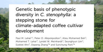 Untouched Analysis Displays Guarantee for Stenophylla Breeding