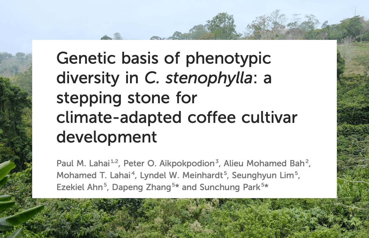 Untouched Analysis Displays Guarantee for Stenophylla Breeding