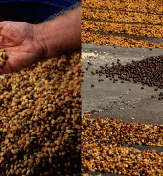 Why co-fermented coffees are turning into a division of their very own