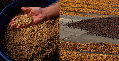 Why co-fermented coffees are turning into a division of their very own