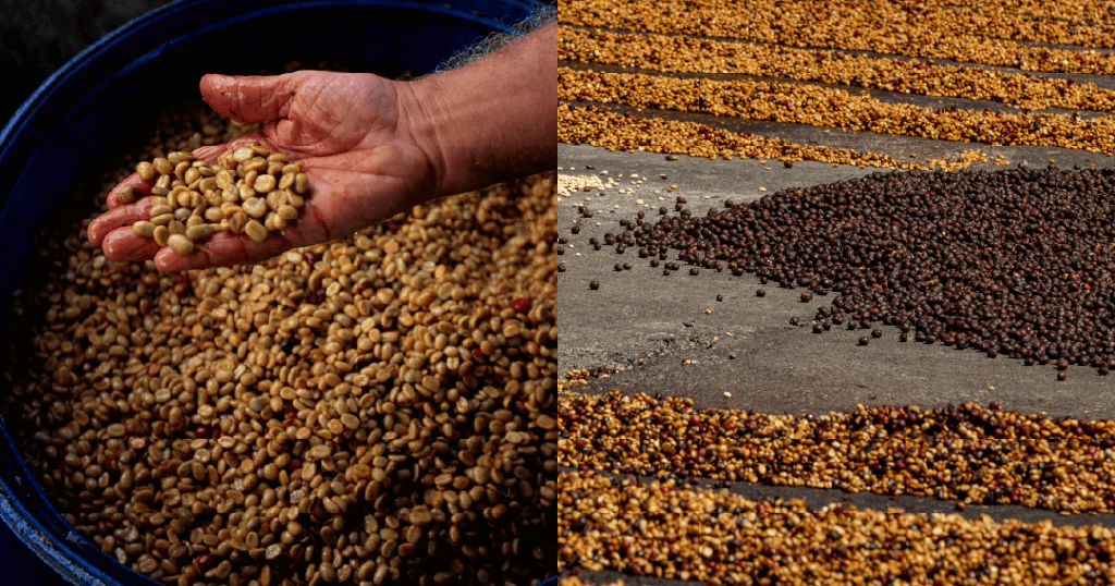Why co-fermented coffees are turning into a division of their very own Why co-fermented coffees are turning into a division of their very own