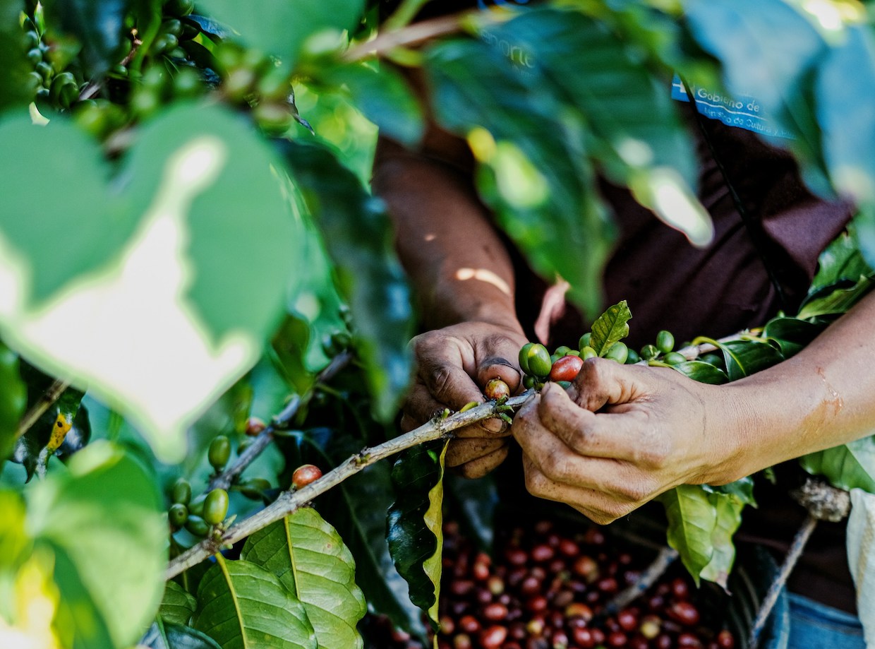 Espresso’s Meals Paradox + Texas Distinctiveness Chain Increasing