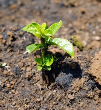 Wondering Espresso’s Date + Unutilized Search for CQI