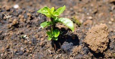 Wondering Espresso’s Date + Unutilized Search for CQI