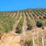 What the 2025 Brazil Espresso Harvest Can Train Us In regards to the Moment