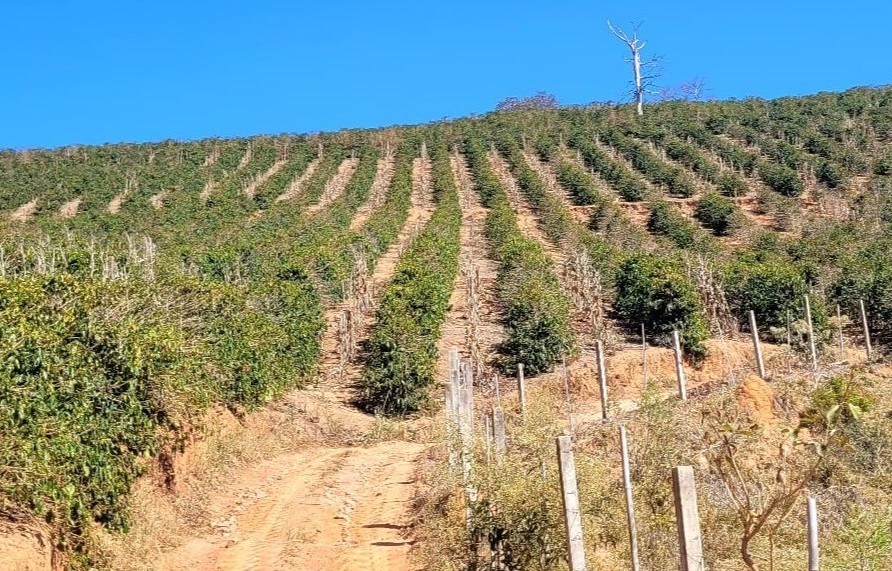 What the 2025 Brazil Espresso Harvest Can Train Us In regards to the Moment