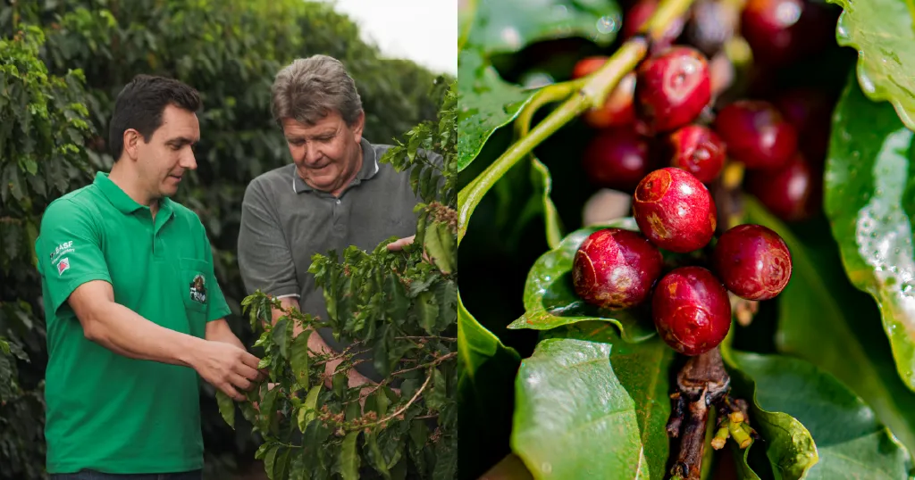 How can we encourage more producers to grow specialty coffee? How can we encourage more producers to grow specialty coffee?