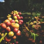 In Wake of India’s “Green Revolution,” Scientists Find Organic Soils Healthier