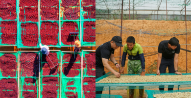 Last year was difficult for the coffee industry: Will 2026 be different? Last year was difficult for the coffee industry: Will 2026 be different?