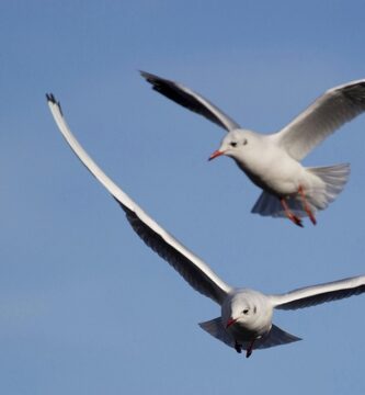 Rev Up Your Metabolism: Strategies for Increasing Energy and Weight Loss