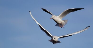 Rev Up Your Metabolism: Strategies for Increasing Energy and Weight Loss