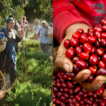 The rise of exotic and African varieties in El Salvador