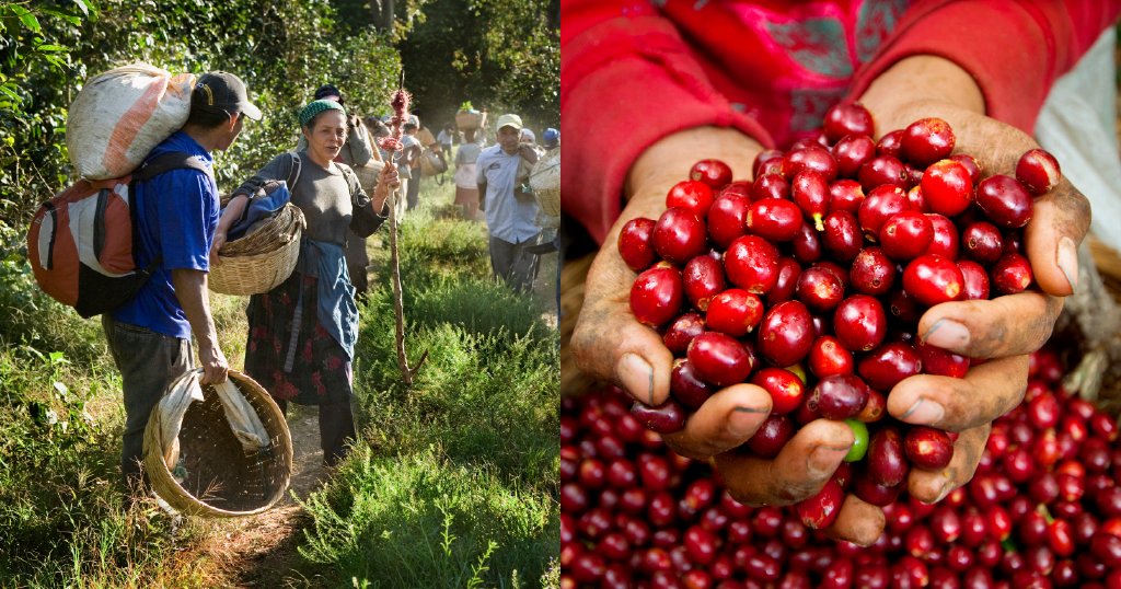 The rise of exotic and African varieties in El Salvador