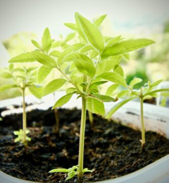 5 Daily Habits for a Healthier Digestive System