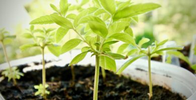 5 Daily Habits for a Healthier Digestive System