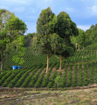 Finally, Some Real Coffee Action: Decaf Coffees 2026