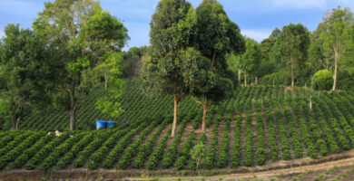 Finally, Some Real Coffee Action: Decaf Coffees 2026