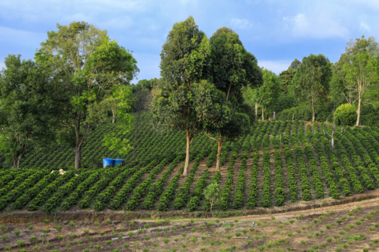 Finally, Some Real Coffee Action: Decaf Coffees 2026