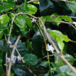 Costa Rica’s Successes in EUDR Compliance Illuminates the Struggles of Others