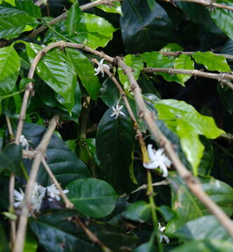 Costa Rica’s Successes in EUDR Compliance Illuminates the Struggles of Others