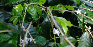 Costa Rica’s Successes in EUDR Compliance Illuminates the Struggles of Others