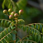 Experience the Revitalizing Effects of Herbal Detox
