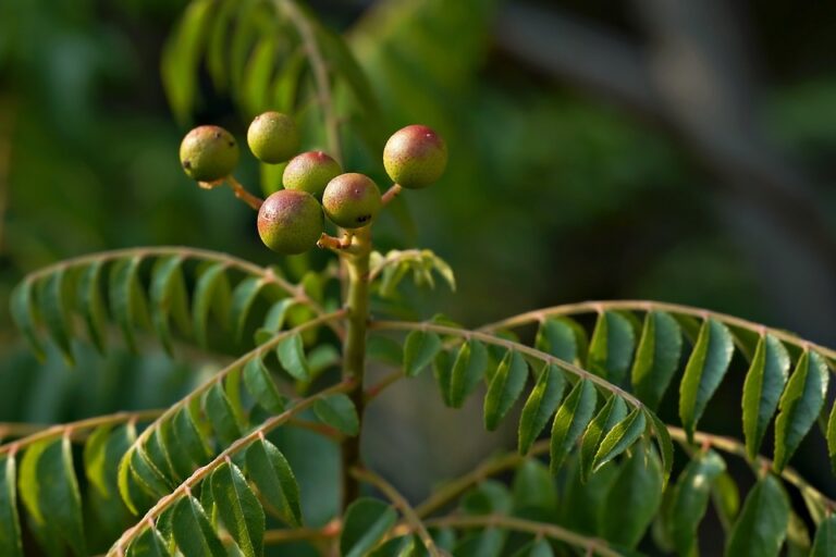 Experience the Revitalizing Effects of Herbal Detox
