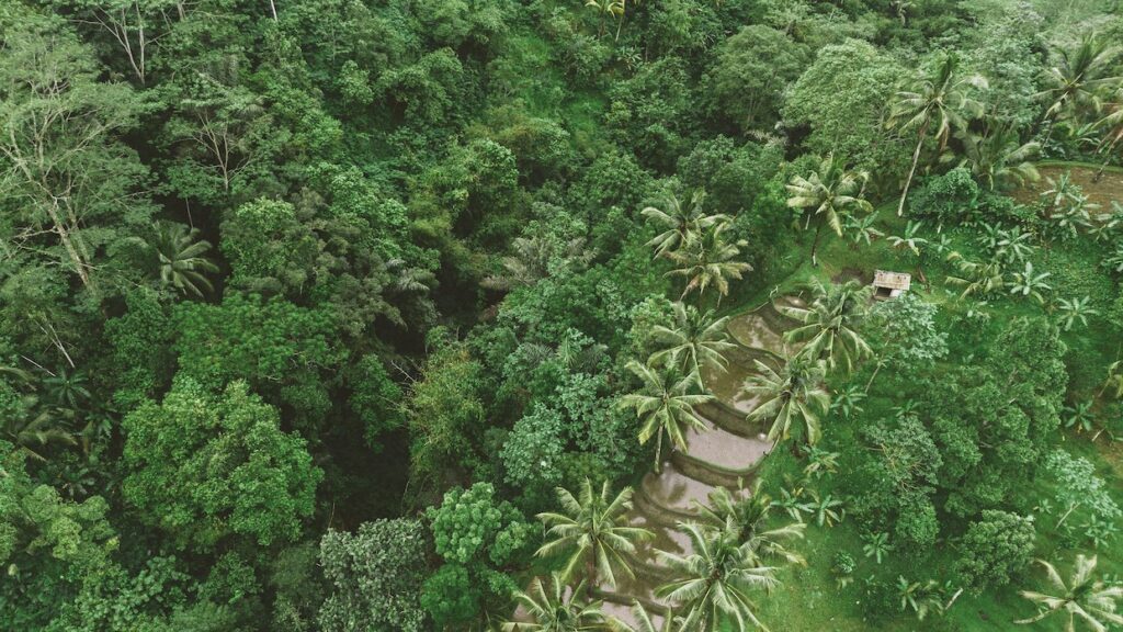 Fairtrade Launches Free EUDR Geolocation Tool for Coffee Cooperatives Fairtrade Launches Free EUDR Geolocation Tool for Coffee Cooperatives