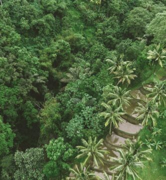 Fairtrade Launches Free EUDR Geolocation Tool for Coffee Cooperatives
