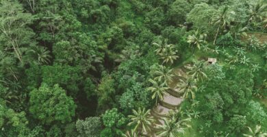 Fairtrade Launches Free EUDR Geolocation Tool for Coffee Cooperatives